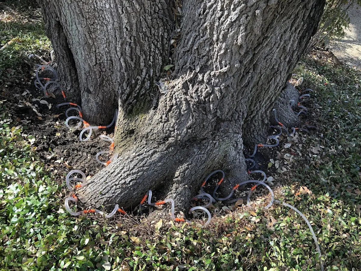 Detailed Shrub and Hedge Trimming job site in Bullard