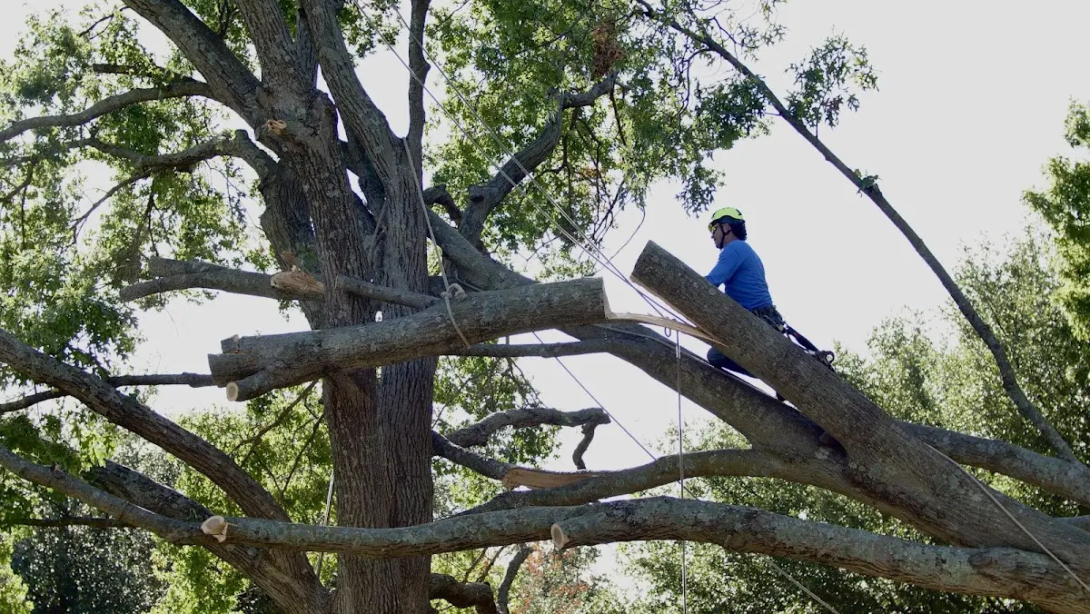 Professional Hazardous Tree Removal performed by certified arborists in Bullard