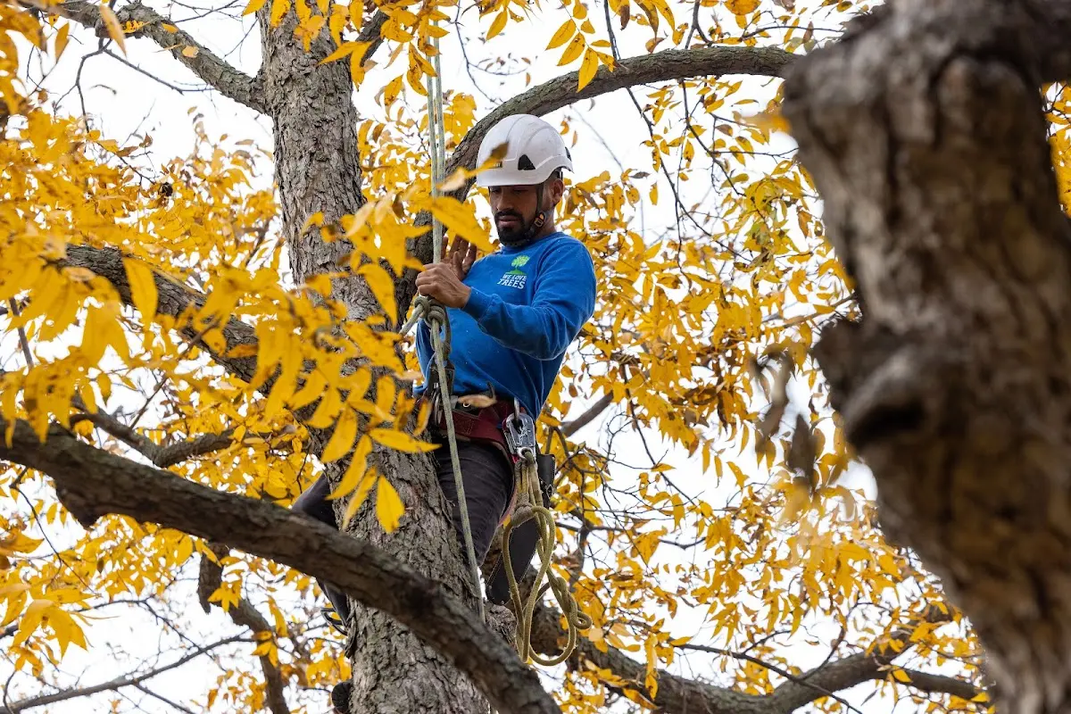 Skilled Tree Transplanting crew working in Bullard