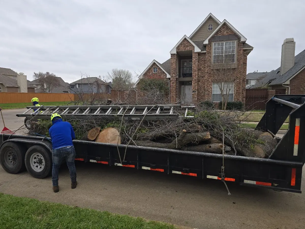 Expert Tree Pest Control with proper safety equipment in Bullard